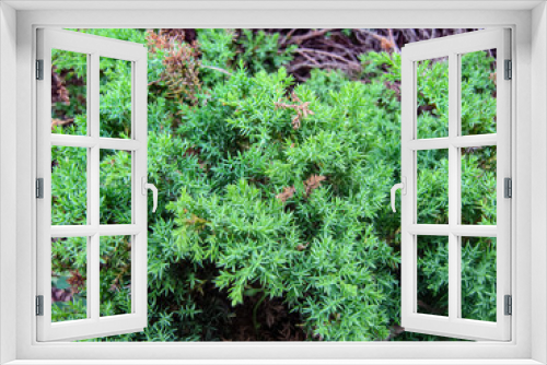 Fototapeta Naklejka Na Ścianę Okno 3D - Closeup green thorny bush, plant with thorns