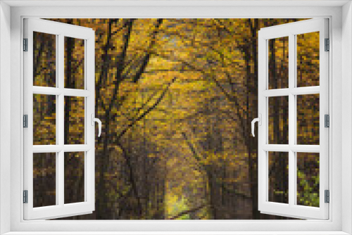 Fototapeta Naklejka Na Ścianę Okno 3D - Kolorowa jesień w lesie w Polsce