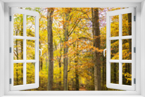 Fototapeta Naklejka Na Ścianę Okno 3D - Herbstliche Stimmung im Wald mit vielen bunten Blättern