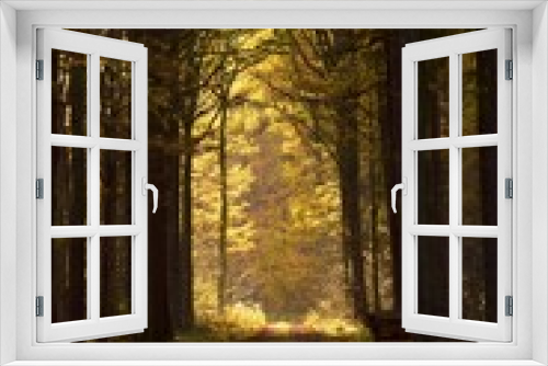Fototapeta Naklejka Na Ścianę Okno 3D - Leśna brama II