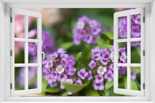 Fototapeta Naklejka Na Ścianę Okno 3D - スイートアリッサムのムラサキ色の花