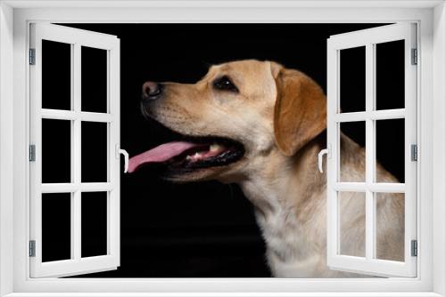 Fototapeta Naklejka Na Ścianę Okno 3D - Portrait of a Labrador Retriever dog on an isolated black background.