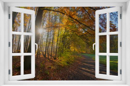 Fototapeta Naklejka Na Ścianę Okno 3D - Herbstlicher Wald im Schwarzwald