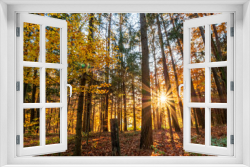 Fototapeta Naklejka Na Ścianę Okno 3D - Autumn Bavarian Forest walk while enjoy the sun rays before sunset
