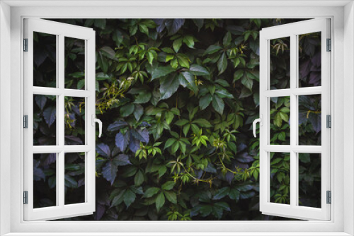 Fototapeta Naklejka Na Ścianę Okno 3D - Green leaves. Natural background. Abstract foliage texture