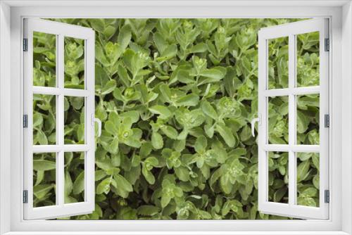 Fototapeta Naklejka Na Ścianę Okno 3D - Close up leaf texture. Macro background