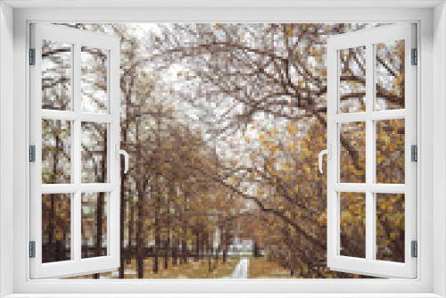 Fototapeta Naklejka Na Ścianę Okno 3D - Autumn alley of trees