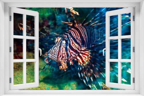Fototapeta Naklejka Na Ścianę Okno 3D - Red Lionfish (pterois volitans) Venemous Beauty