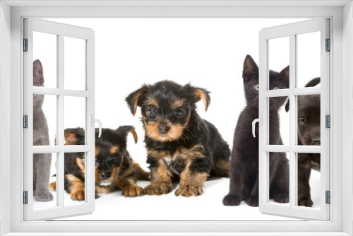 Fototapeta Naklejka Na Ścianę Okno 3D - Puppies and kittens of different breeds