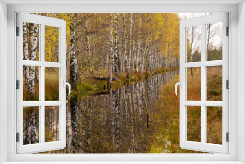 Fototapeta Naklejka Na Ścianę Okno 3D - autumn landscape with a bog ditch, colorful trees on the side of the ditch, white birch trunks and yellow leaves reflected in the water of a dark bog ditch