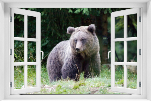 Fototapeta Naklejka Na Ścianę Okno 3D - Wild brown bear, Ursus arctos, Slovenia.