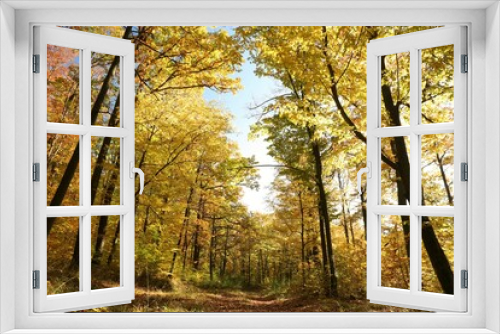 Fototapeta Naklejka Na Ścianę Okno 3D - Forest path among oaks on a sunny autumn morning