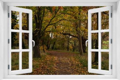 Fototapeta Naklejka Na Ścianę Okno 3D - Path in autumn forest