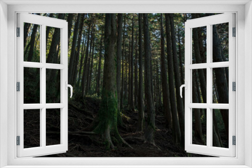 Fototapeta Naklejka Na Ścianę Okno 3D - 箱根の登山道の樹林帯