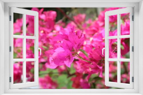 Fototapeta Naklejka Na Ścianę Okno 3D - flowers in places