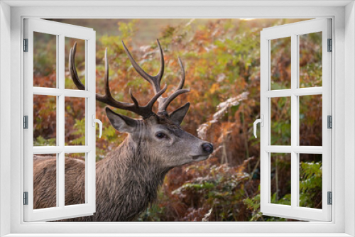 Fototapeta Naklejka Na Ścianę Okno 3D - Beautiful image of red deer stag in vibrant golds and browns of Autumn Fall landscape forest