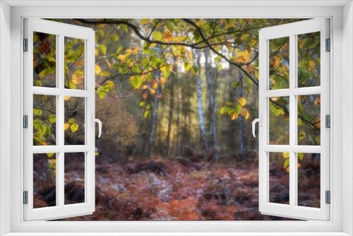 Fototapeta Naklejka Na Ścianę Okno 3D - Stunning Autumn Fall landscape detail image in colorful woodland in English countryside