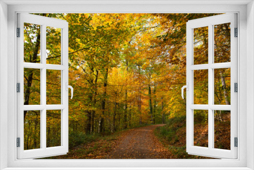 Fototapeta Naklejka Na Ścianę Okno 3D - Herbstliche Waldwege in der Ortenau nahe Ettenheim