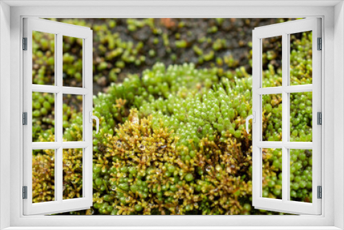 Fototapeta Naklejka Na Ścianę Okno 3D - beautiful moss background 
