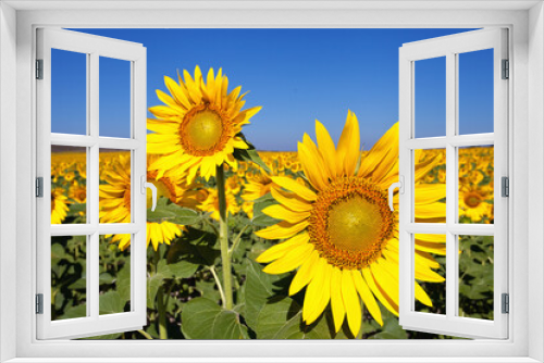 Fototapeta Naklejka Na Ścianę Okno 3D - sunflowers in the field