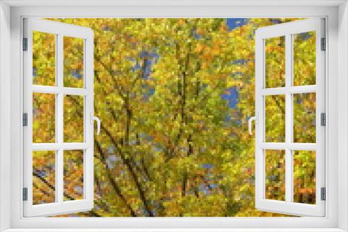 Fototapeta Naklejka Na Ścianę Okno 3D - 公園の黄葉の欅