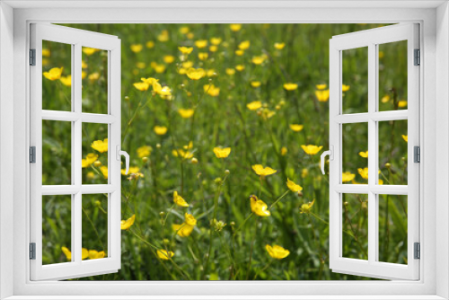 Fototapeta Naklejka Na Ścianę Okno 3D - Yellow buttercups in the meadow. Blurred background. 