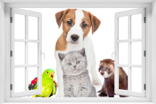 Fototapeta Naklejka Na Ścianę Okno 3D - Group of pets together in front view. Isolated on white background