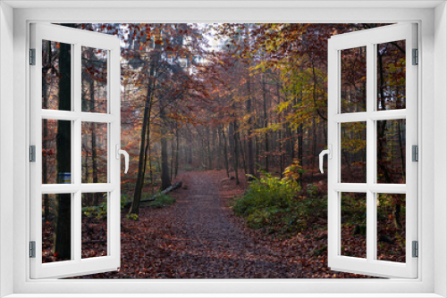 Fototapeta Naklejka Na Ścianę Okno 3D - Autumn in the woods. Hiking trail trough a beautiful colored autumn forest in Saxon Switzerland, Germany