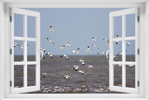 Fototapeta Naklejka Na Ścianę Okno 3D - Kluut, Pied Avocet, Recurvirostra avosetta