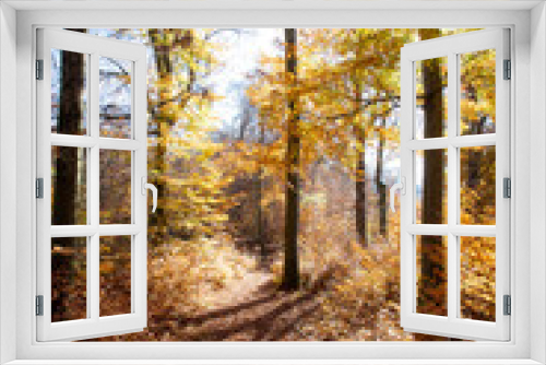 Fototapeta Naklejka Na Ścianę Okno 3D - Forest landscape in autumn: Colorful leaves, sunbeams and positive atmosphere