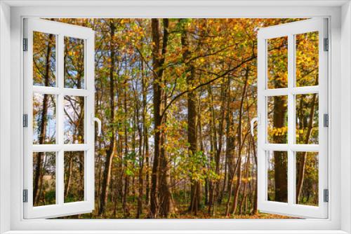 Fototapeta Naklejka Na Ścianę Okno 3D - Autumn trees.