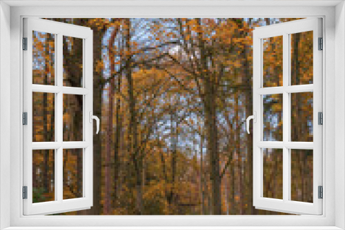 Fototapeta Naklejka Na Ścianę Okno 3D - Autumn in the woods.