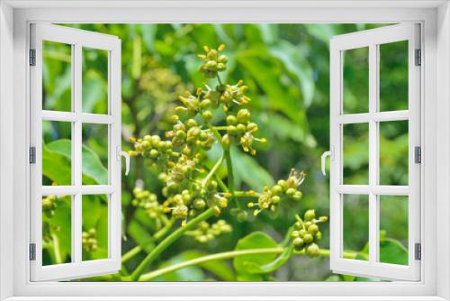 Fototapeta Naklejka Na Ścianę Okno 3D - Blooming cork tree 8