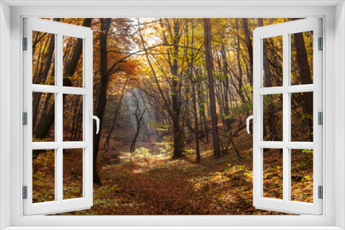 Fototapeta Naklejka Na Ścianę Okno 3D - Autumn forest closeup as fall woods background in sunny day