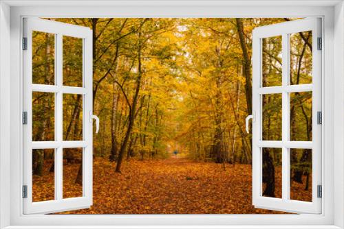 Fototapeta Naklejka Na Ścianę Okno 3D - Amazing park of luminous autumnal colors.
