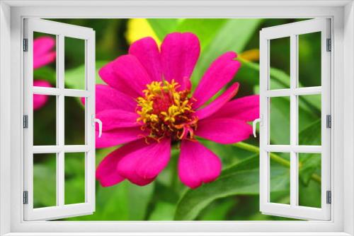 Fototapeta Naklejka Na Ścianę Okno 3D - Flower pink and yellow