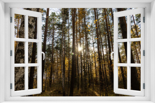 Fototapeta Naklejka Na Ścianę Okno 3D - Horizontal photo of a group of white birch trees with yellow foliage and pines is against the blue sky background in the forest in autumn