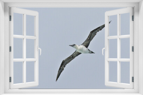 Fototapeta Naklejka Na Ścianę Okno 3D - Northern Gannet, (Morus bassanus) an immature (2nd year) in flight, Pendeen, Cornwall, England, UK.