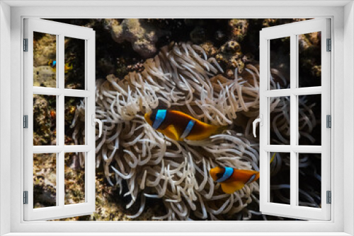 Fototapeta Naklejka Na Ścianę Okno 3D - two anemone fish with baby at the sea bottom while diving