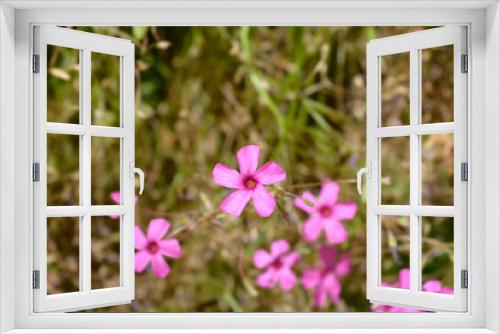 Fototapeta Naklejka Na Ścianę Okno 3D - Pink wood sorrel