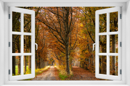 Fototapeta Naklejka Na Ścianę Okno 3D - Double lane dirt roads of vibrant autumn coloured trees lit up by a bright afternoon sun. Fall season concept.