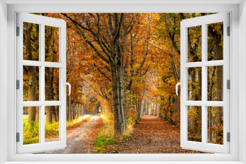 Fototapeta Naklejka Na Ścianę Okno 3D - Vibrant double dirt road lane of autumn coloured trees lit up by a bright afternoon sun with painterly result. Fall season concept.