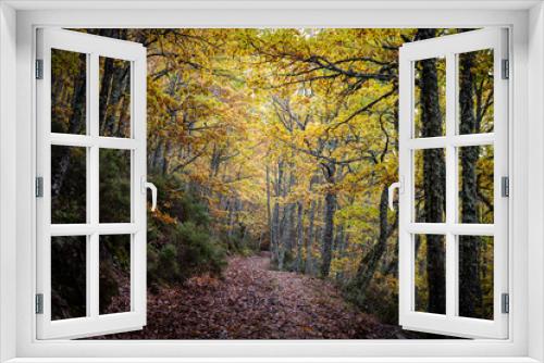 Fototapeta Naklejka Na Ścianę Okno 3D - Pardomino Forest, Picos de Europa Regional Park, Boñar, Castilla-Leon, Spain