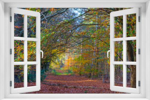 Fototapeta Naklejka Na Ścianę Okno 3D - Trees in autumn colors in a forest in bright sunlight at fall, Baarn, Lage Vuursche, Utrecht, The Netherlands, November 9, 2020