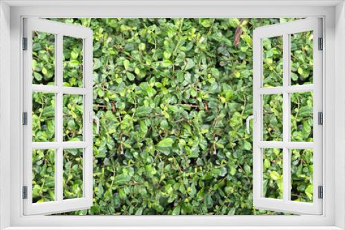 Fototapeta Naklejka Na Ścianę Okno 3D - small green leaves wall background