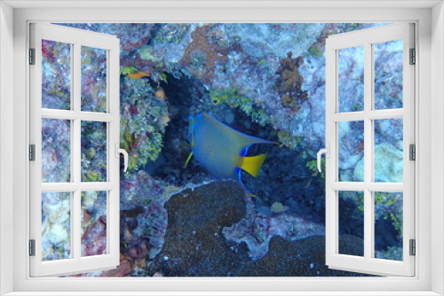 Fototapeta Naklejka Na Ścianę Okno 3D - Angel Fish in Coral