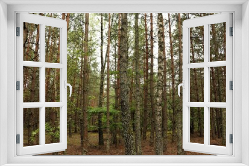 Fototapeta Naklejka Na Ścianę Okno 3D - Coniferous forest in sunny summer day.