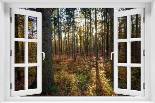 Fototapeta Naklejka Na Ścianę Okno 3D - Mischwald im Herbst