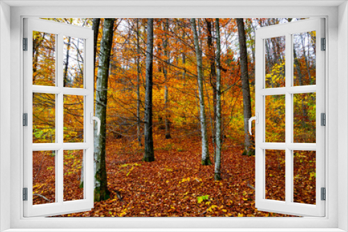 Fototapeta Naklejka Na Ścianę Okno 3D - Autumn forest trees for natural autumn background
