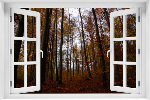 Fototapeta Naklejka Na Ścianę Okno 3D - Dark and gloomy autumn forest